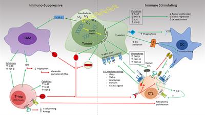 Combining Radiation and Immune Checkpoint Blockade in the Treatment of Head and Neck Squamous Cell Carcinoma